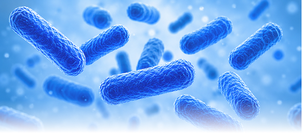 Bacillus coagulans