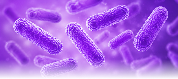 Lactobacillus sporogenes