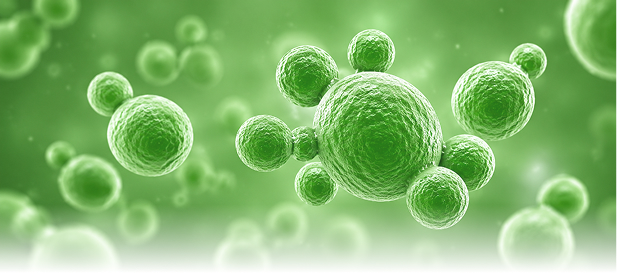 Saccharomyces boulardii